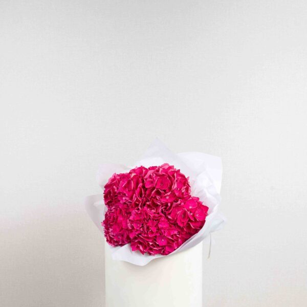 Fuchsia Hydrangea